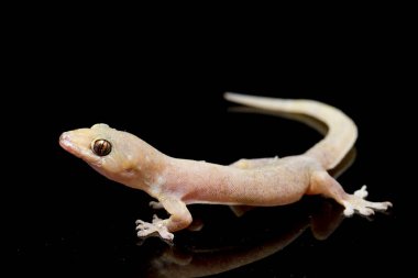 Asya Evi kertenkelesi (hemidactylus) veya siyah arkaplanda izole edilmiş genel kertenkele