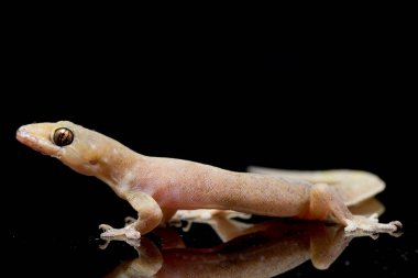 Asya Evi kertenkelesi (hemidactylus) veya siyah arkaplanda izole edilmiş genel kertenkele