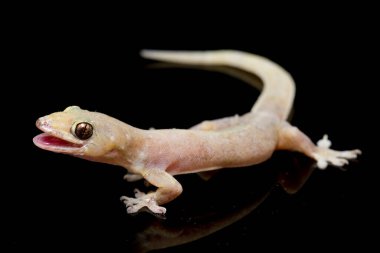 Asya Evi kertenkelesi (hemidactylus) veya siyah arkaplanda izole edilmiş genel kertenkele