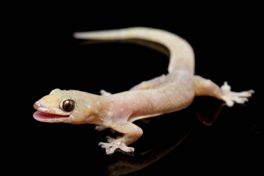 Asya Evi kertenkelesi (hemidactylus) veya siyah arkaplanda izole edilmiş genel kertenkele