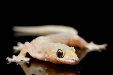 Asya Evi kertenkelesi (hemidactylus) veya siyah arkaplanda izole edilmiş genel kertenkele