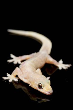 Asya Evi kertenkelesi (hemidactylus) veya siyah arkaplanda izole edilmiş genel kertenkele