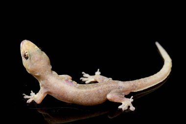 Asya Evi kertenkelesi (hemidactylus) veya siyah arkaplanda izole edilmiş genel kertenkele