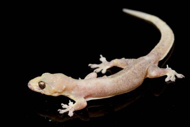 Asya Evi kertenkelesi (hemidactylus) veya siyah arkaplanda izole edilmiş genel kertenkele