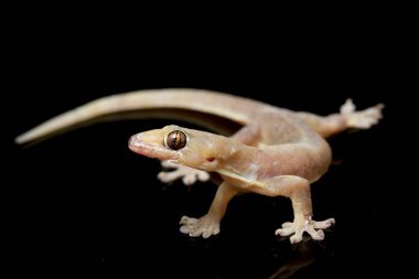 Asya Evi kertenkelesi (hemidactylus) veya siyah arkaplanda izole edilmiş genel kertenkele