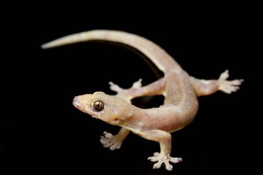 Asya Evi kertenkelesi (hemidactylus) veya siyah arkaplanda izole edilmiş genel kertenkele