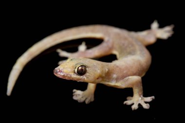 Asya Evi kertenkelesi (hemidactylus) veya siyah arkaplanda izole edilmiş genel kertenkele