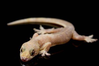 Asya Evi kertenkelesi (hemidactylus) veya siyah arkaplanda izole edilmiş genel kertenkele