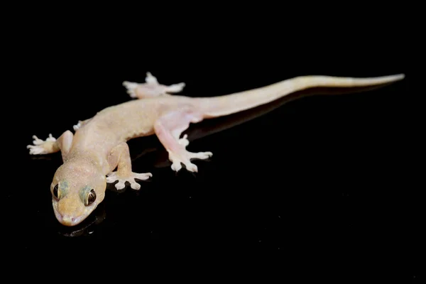 Asian House Lizard Hemidactylus Common Gecko Isolated Black Background — Stock Photo, Image
