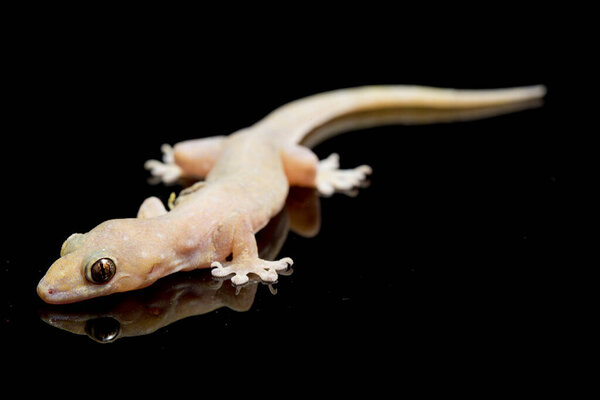 Asian House lizard (hemidactylus) or common gecko isolated on black background