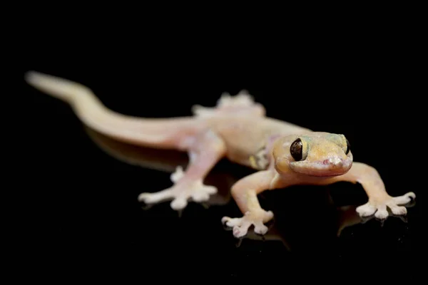 Lagarto Asiático Casa Hemidactylus Gecko Comum Isolado Fundo Preto — Fotografia de Stock