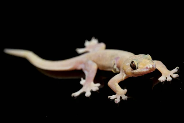 Asian House Lizard Hemidactylus Common Gecko Isolated Black Background — Stock Photo, Image