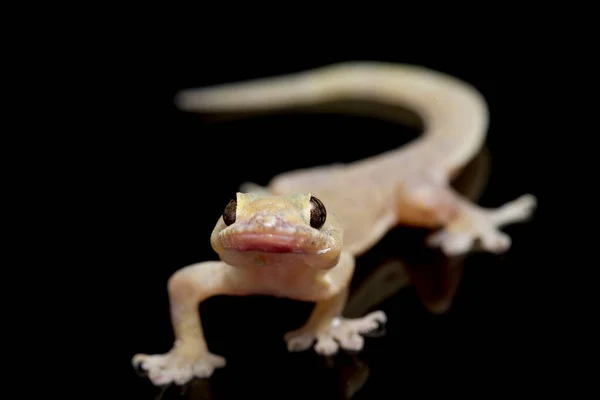 Asya Evi Kertenkelesi Hemidactylus Veya Siyah Arkaplanda Izole Edilmiş Genel — Stok fotoğraf