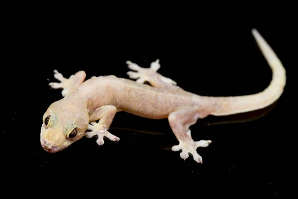 Asijské Dům Ještěrka Hemidactylus Nebo Společné Gekona Izolované Černém Pozadí — Stock fotografie