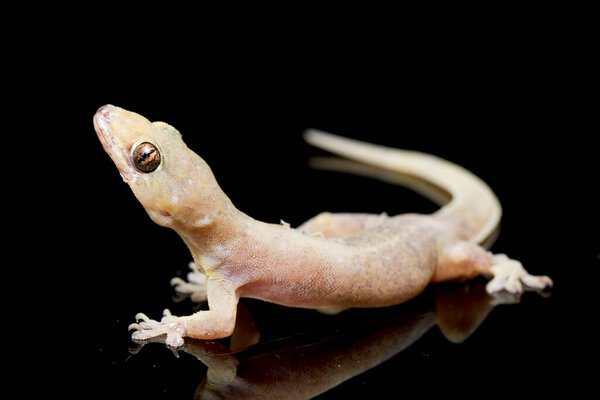 Asian House lizard (hemidactylus) or common gecko isolated on black background