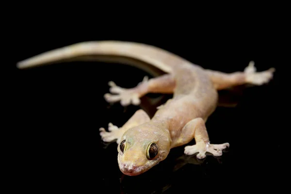 Asian House Lizard Hemidactylus Common Gecko Isolated Black Background — Stock Photo, Image