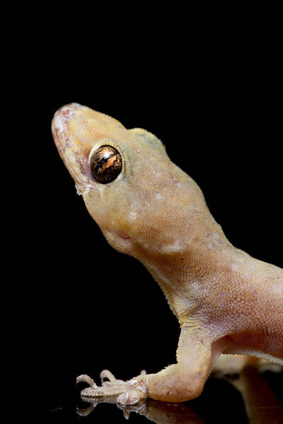 Asian House lizard (hemidactylus) or common gecko isolated on black background