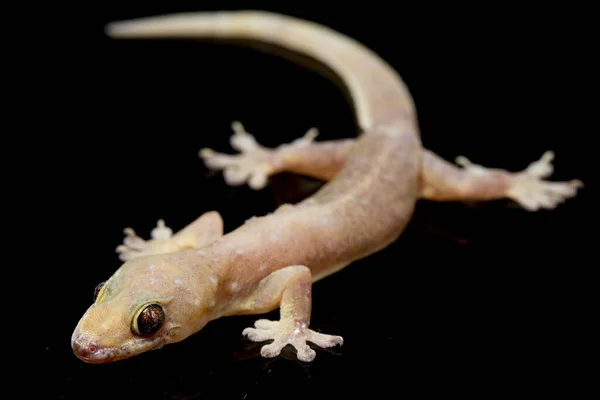 Lagarto Casa Asiática Hemidactylus Geco Común Aislado Sobre Fondo Negro — Foto de Stock