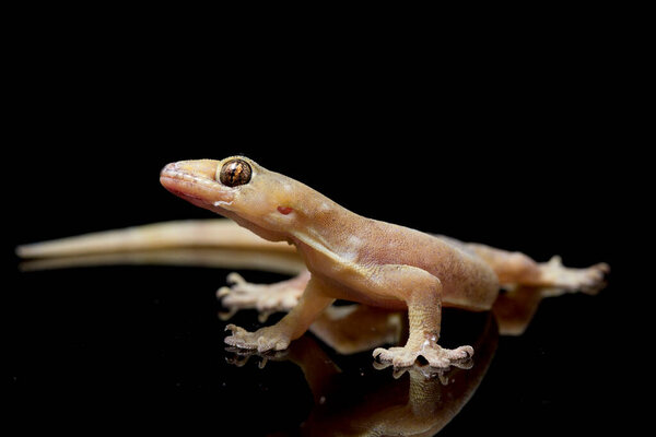 Asian House lizard (hemidactylus) or common gecko isolated on black background