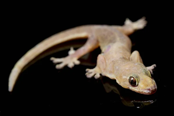 Lagarto Casa Asiática Hemidactylus Geco Común Aislado Sobre Fondo Negro — Foto de Stock