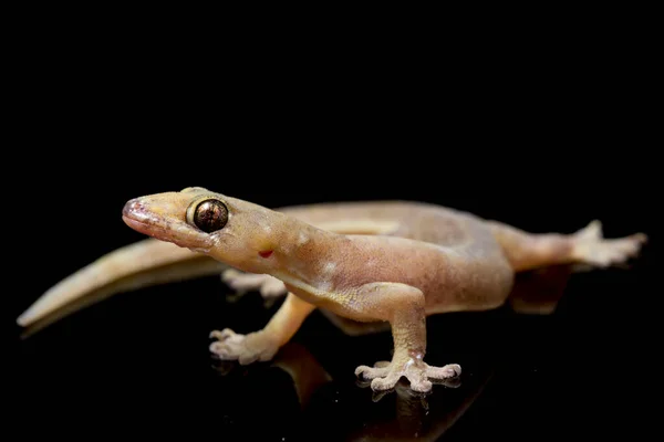 Lagarto Casa Asiática Hemidactylus Geco Común Aislado Sobre Fondo Negro —  Fotos de Stock