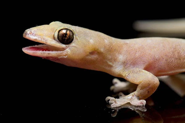 Asian House Lizard Hemidactylus Common Gecko Isolated Black Background Royalty Free Stock Images
