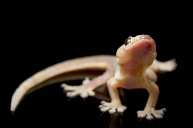 Asya Evi kertenkelesi (hemidactylus) veya siyah arkaplanda izole edilmiş genel kertenkele