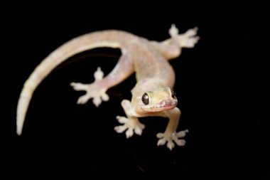 Asya Evi kertenkelesi (hemidactylus) veya siyah arkaplanda izole edilmiş genel kertenkele