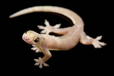 Asya Evi kertenkelesi (hemidactylus) veya siyah arkaplanda izole edilmiş genel kertenkele