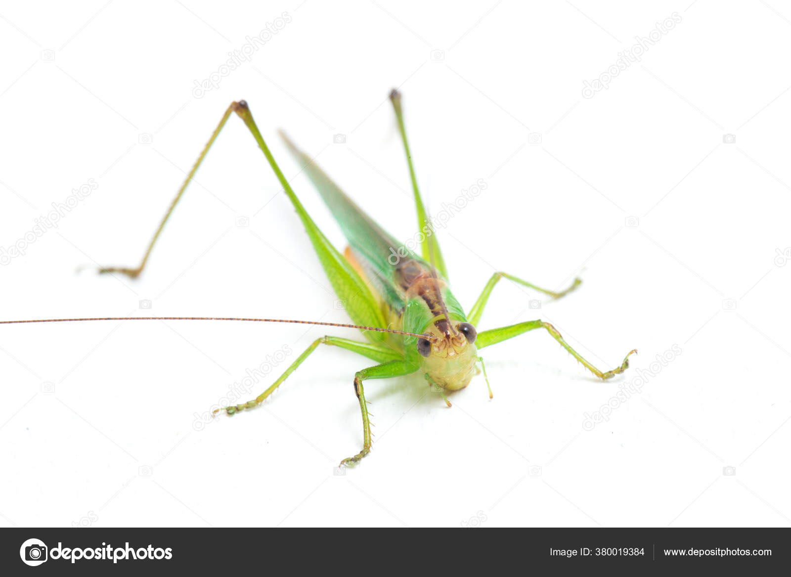Black Kneed Conehead Black Kneed Meadow Katydid Conocephalus Melaenus