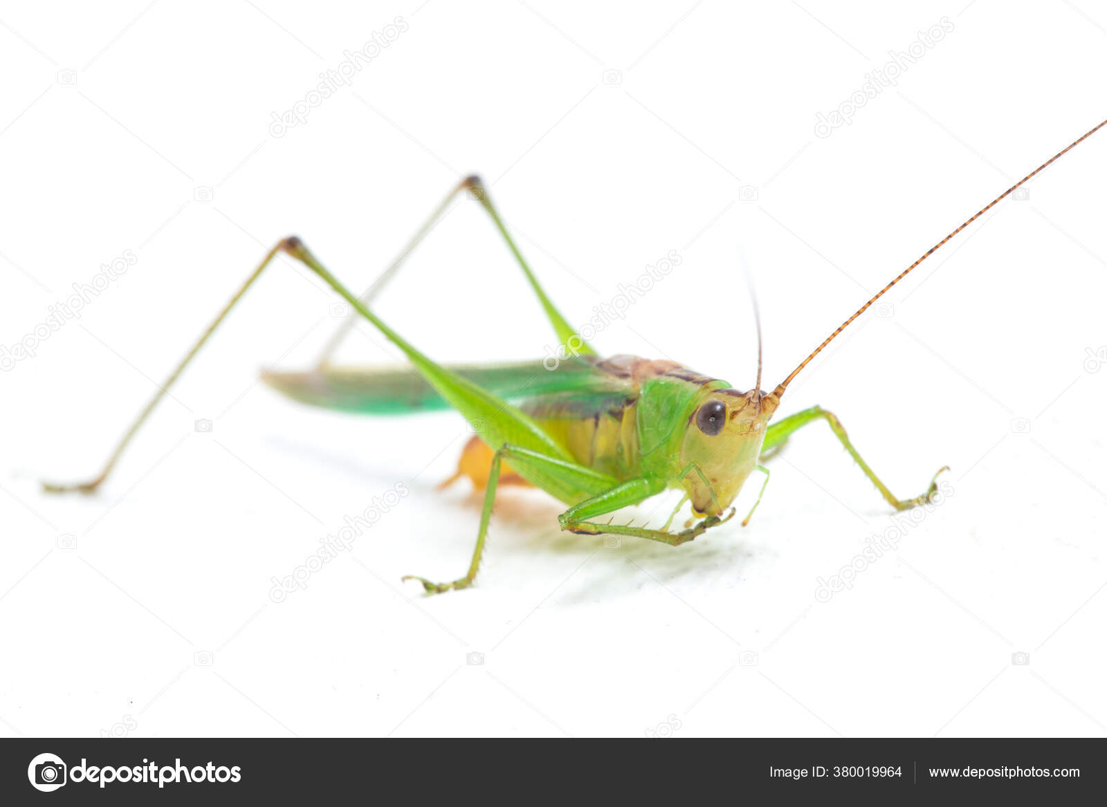 Black Kneed Conehead Black Kneed Meadow Katydid Conocephalus Melaenus