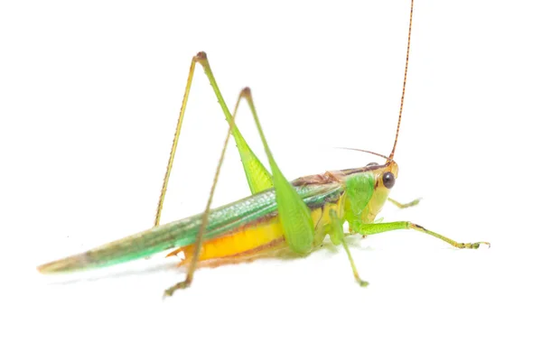 Black Kneed Conehead Black Kneed Meadow Katydid Conocephalus Melaenus Isolated — Stock Photo, Image