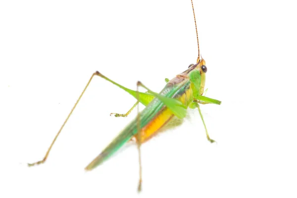 Kuželovitá Luční Katydid Conocephalus Melaenus Izolovaná Bílém Pozadí — Stock fotografie