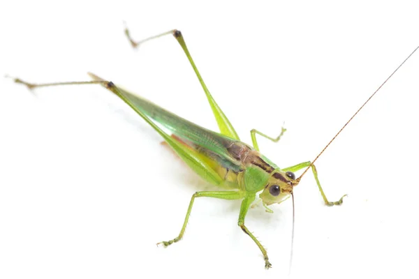 Cabeça Cone Kneed Preto Katydid Prado Kneed Preto Conocephalus Melaenus — Fotografia de Stock