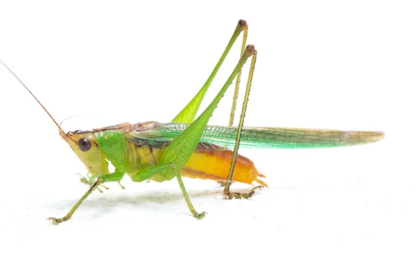 Cabeça Cone Kneed Preto Katydid Prado Kneed Preto Conocephalus Melaenus — Fotografia de Stock