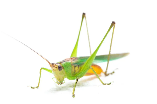 Cabeça Cone Kneed Preto Katydid Prado Kneed Preto Conocephalus Melaenus — Fotografia de Stock