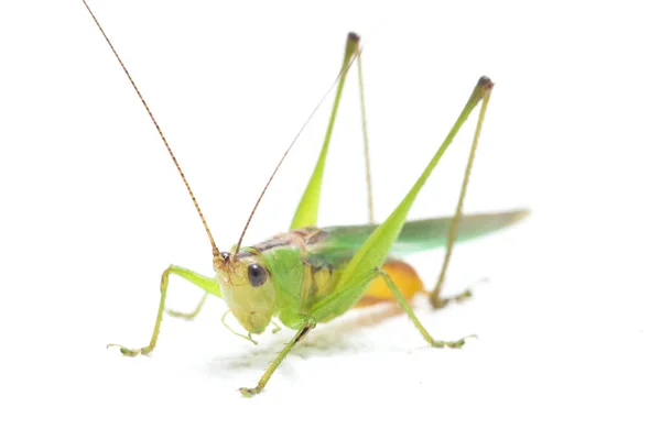 Black Kneed Conehead Black Kneed Meadow Katydid Conocephalus Melaenus Isolated — Stock Photo, Image