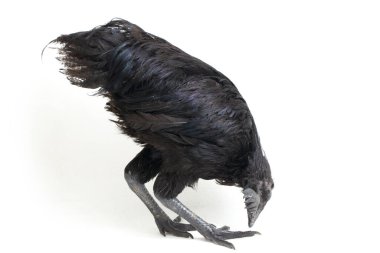 Siyah Ayam Cemani Tavuğu beyaz arka planda izole edildi.