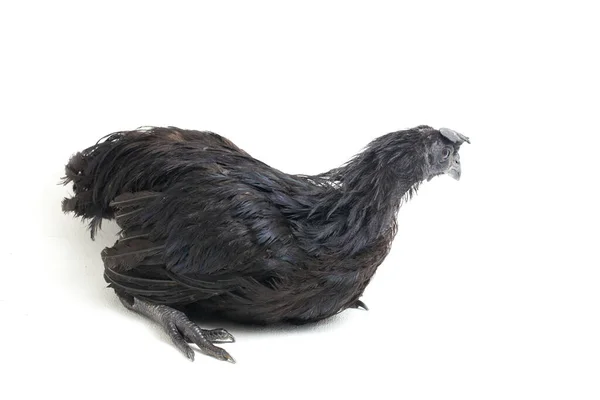 Siyah Ayam Cemani Tavuğu Beyaz Arka Planda Izole Edildi — Stok fotoğraf