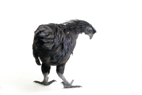 Pollo Negro Ayam Cemani Aislado Sobre Fondo Blanco — Foto de Stock