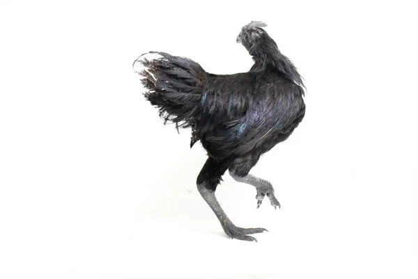 Μαύρο Ayam Cemani Κοτόπουλο Απομονωμένο Λευκό Φόντο — Φωτογραφία Αρχείου