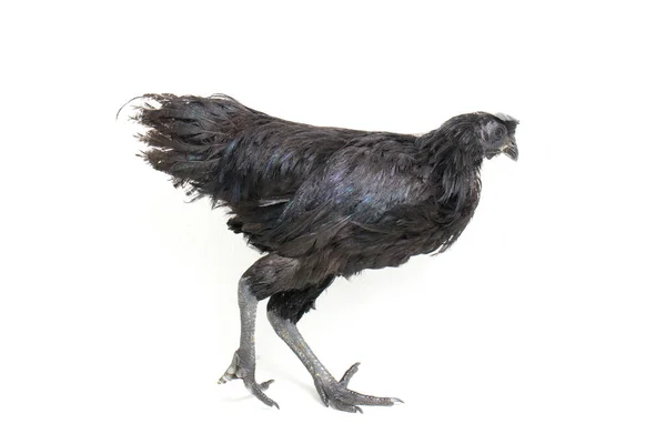 Pollo Negro Ayam Cemani Aislado Sobre Fondo Blanco —  Fotos de Stock