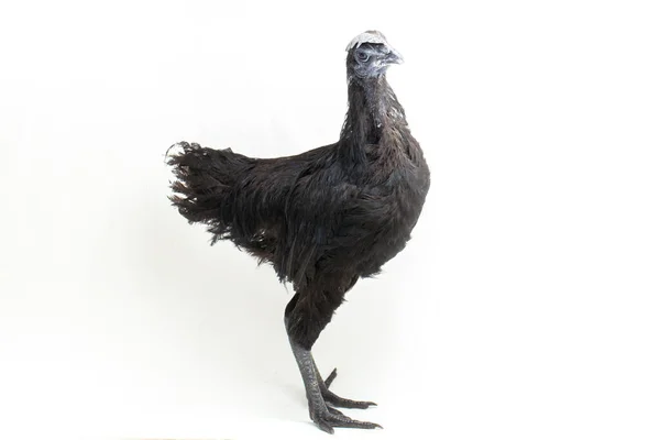 Μαύρο Ayam Cemani Κοτόπουλο Απομονωμένο Λευκό Φόντο — Φωτογραφία Αρχείου