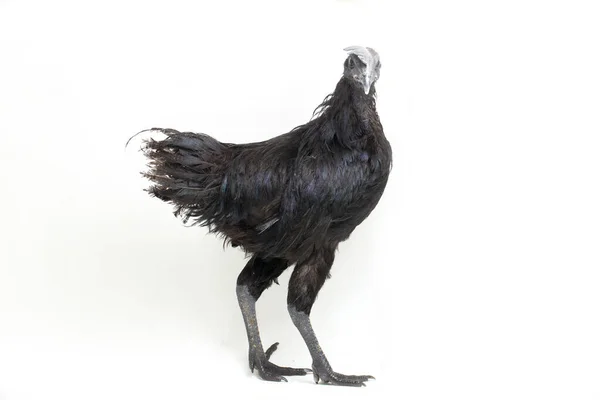 Preto Ayam Cemani Frango Isolado Fundo Branco — Fotografia de Stock