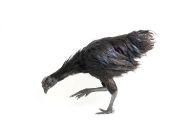 Siyah Ayam Cemani Tavuğu beyaz arka planda izole edildi.