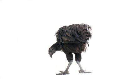 Siyah Ayam Cemani Tavuğu beyaz arka planda izole edildi.