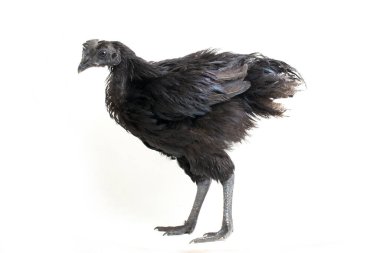 Siyah Ayam Cemani Tavuğu beyaz arka planda izole edildi.