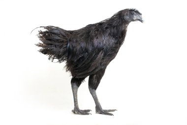 Siyah Ayam Cemani Tavuğu beyaz arka planda izole edildi.