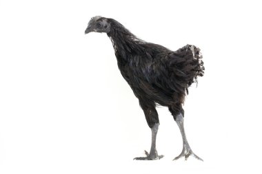 Siyah Ayam Cemani Tavuğu beyaz arka planda izole edildi.