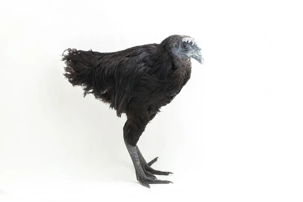 Pollo Negro Ayam Cemani Aislado Sobre Fondo Blanco — Foto de Stock